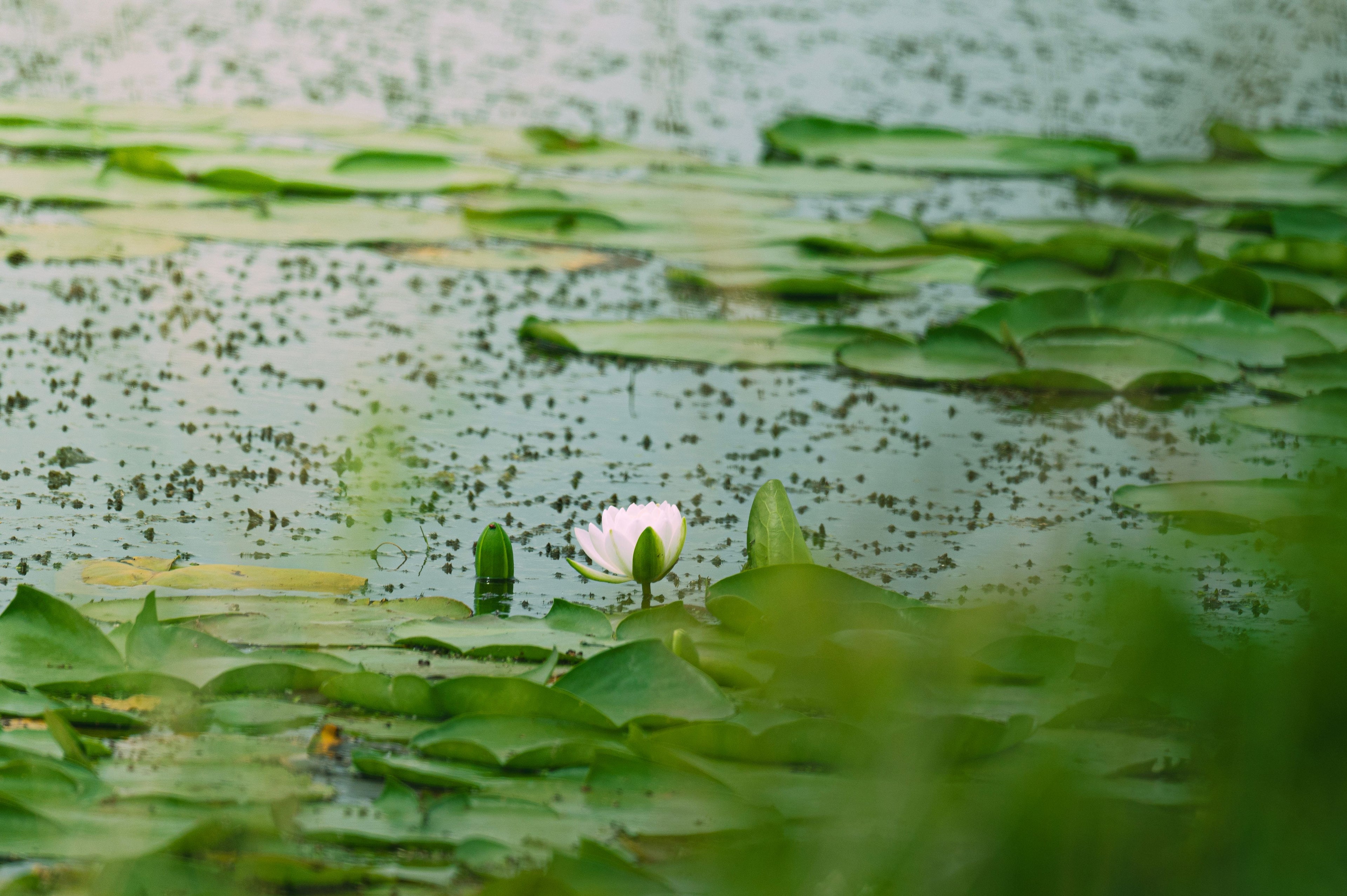 Lily Pad Leapers